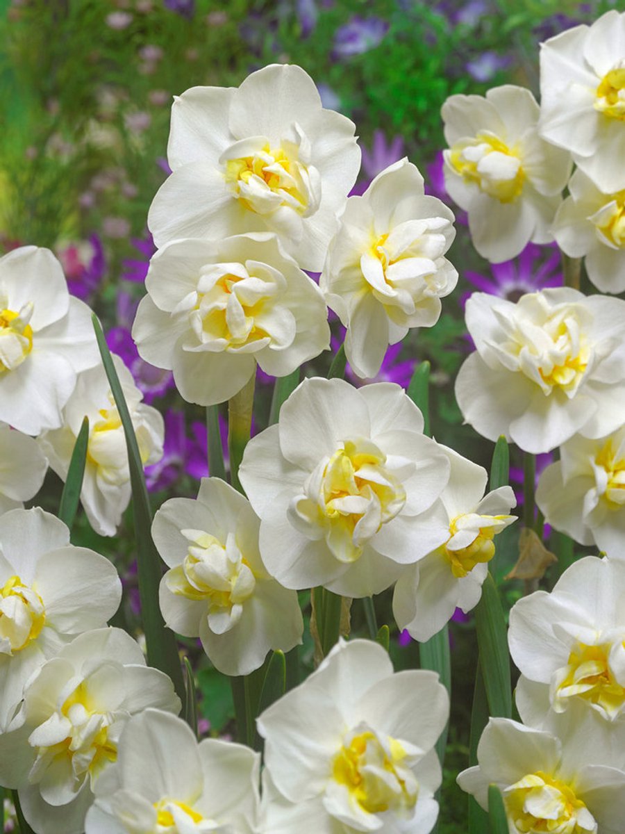 15x Narcissen 'White cheerfulness' - BULBi® Bloembollen met bloeigarantie