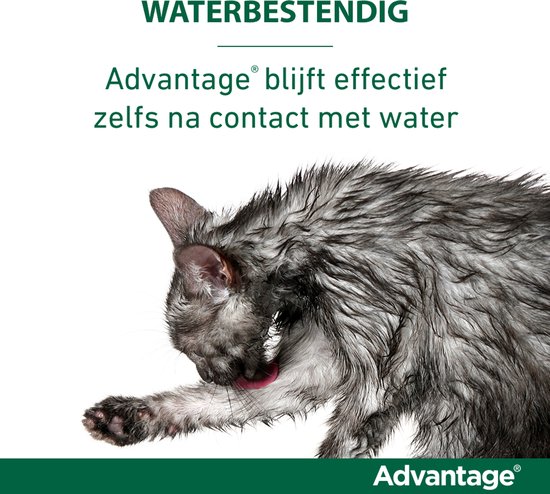 Advantage 40 Vlooiendruppels Kat tot 4 kg - 4 Pipetten