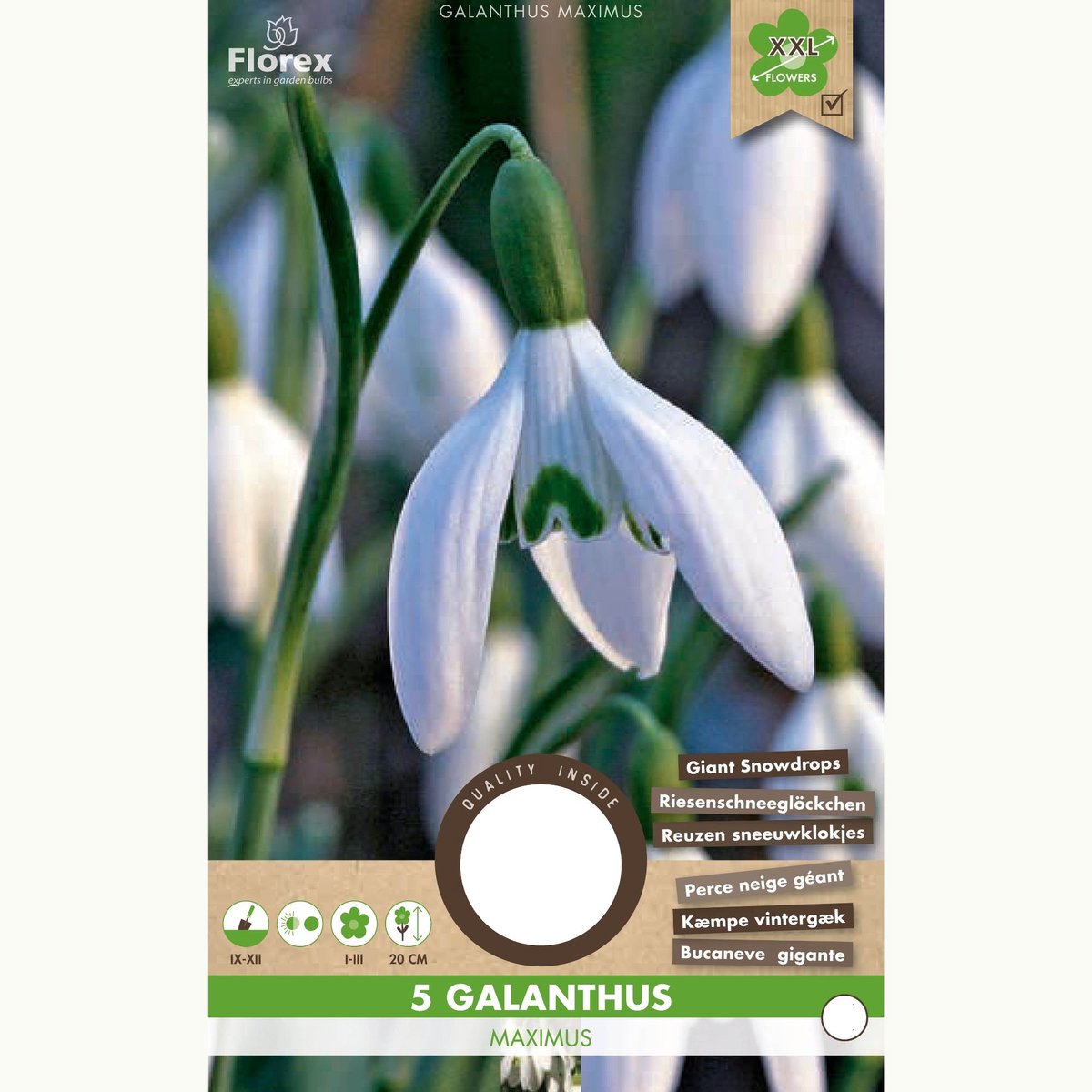 Galanthus Maximus – Sneeuwklokjes - Voorjaarsbollen - Winterbloeiers - bloeit in Januari / Februari / Maart