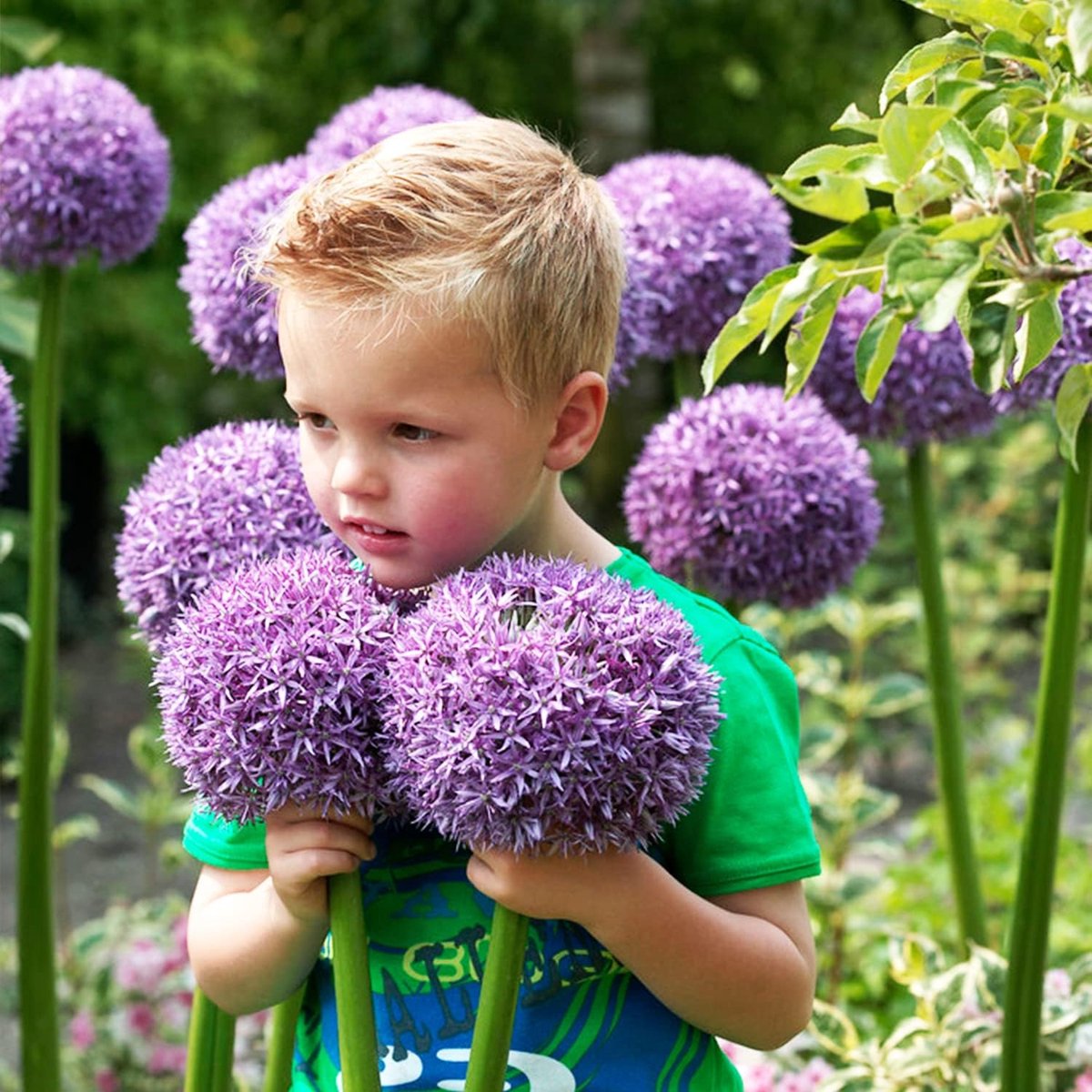 Allium Bloembollen Winterhard - Sierui - Gladiator - 5 stuks - Blauw - Bloem bollen - Mix Meerjarig
