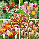 Tulpen Bloembollen Winterhard - Mix van 15 Soorten - 50 stuks - Meerkleurig - Bloem Bollen Mix - Tulpenbollen Meerjarig