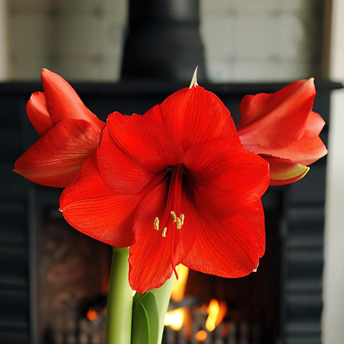 Amaryllis Bol - Red Passion - Bloembollen - 1 stuk - Rood - Bloem bollen van DUTCH BULBS — cadeau in Wonen & Interieur - foto 3