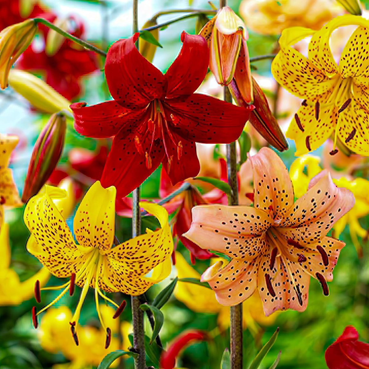 Lelie Bloembollen Winterhard - Tijgerlelie Lilium - 15 stuks - Meerkleurig - Bloem bollen Mix Meerjarig - Leliebollen