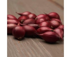 Plantui - Red Baron - 500 gram - Rood - Uien voor Tuin - Bollen om te Planten - Voor de Moestuin