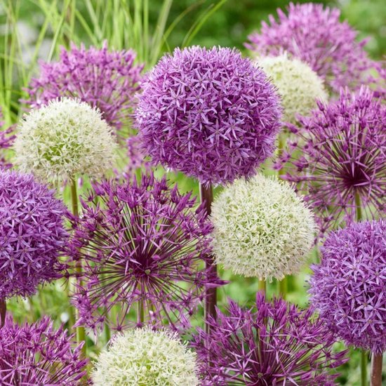 Paarse en witte alliumbloemen op een groene achtergrond.