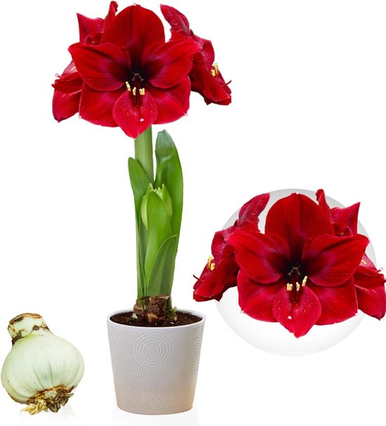 Amaryllis Bol - Dark Passion - Bloembollen - 1 stuk - Rood - Bloem bollen - No Water Flower