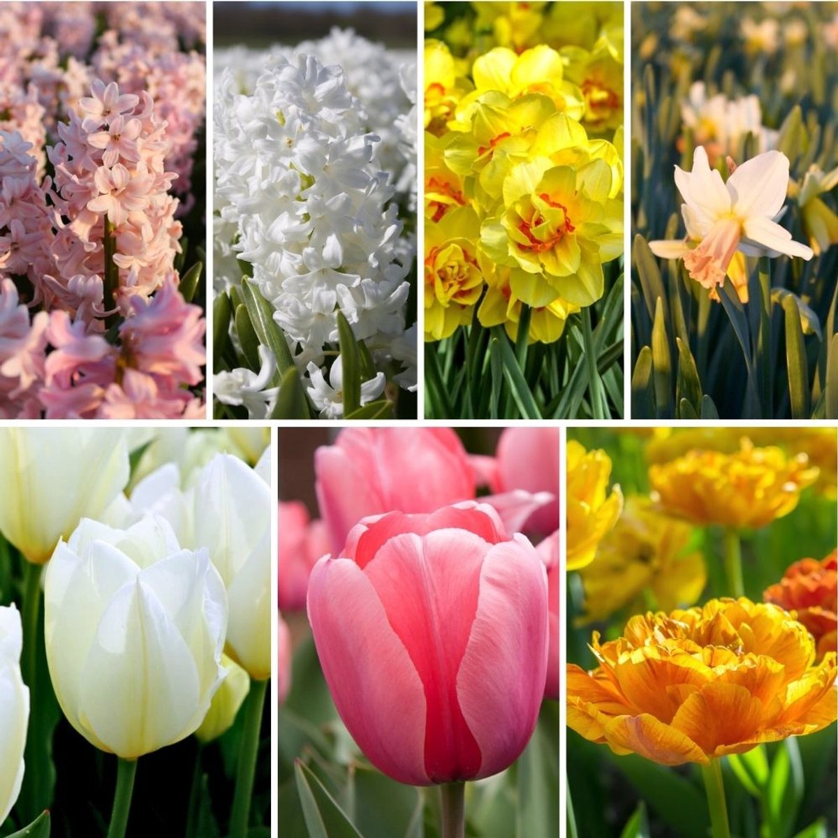 Bloembollenmix Easter Mix - 50 bloembollen - tulpen, narcissen, hyacinten - wit, roze, geel, oranje mix - geurend, voorjaarsbloeier, winterhard - direct van de kweker - Flowerbulbs Amsterdam