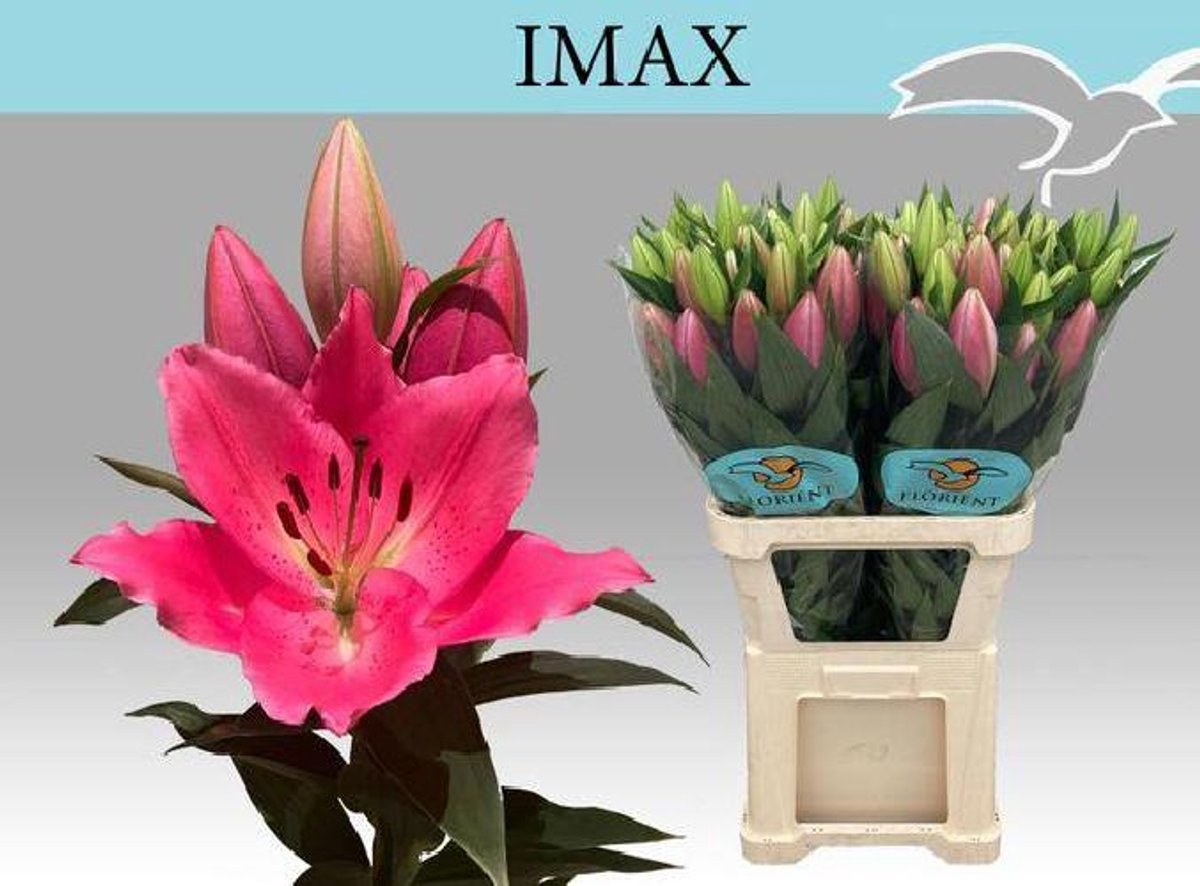 10x Lil.imax or 80cm