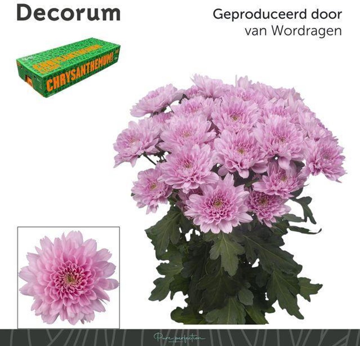 10x Chrysant kalimba 70cm
