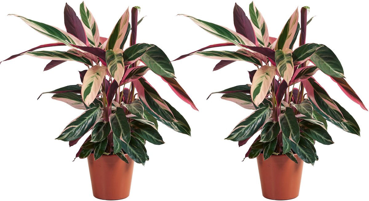 Bloomique - Set van 2 - Calathea Triostar - Pauwenplant - Kamerplanten - Luchtzuiverend - Diervriendelijk - Hoogte 40-60 cm - Pot 19 cm