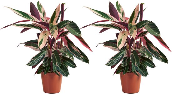 Bloomique - Set van 2 - Calathea Triostar - Pauwenplant - Kamerplanten - Luchtzuiverend - Diervriendelijk - Hoogte 40-60 cm - Pot 19 cm
