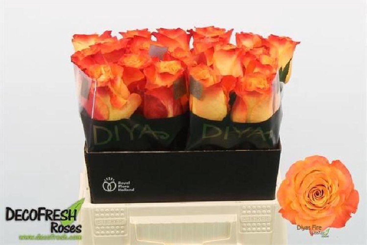 10x Rosa diya's fire 40cm