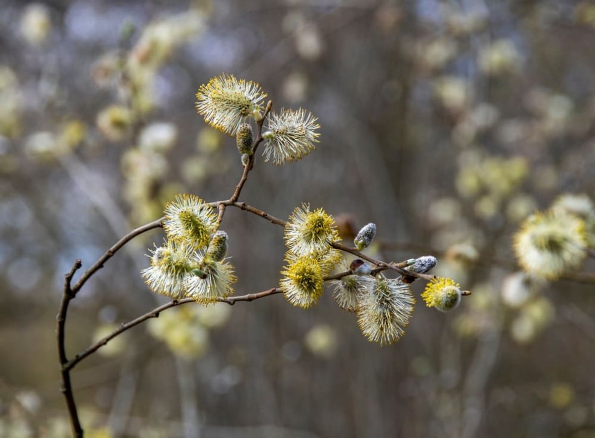 Kruipwilg (Salix repens) 40-60 cm In pot - - -