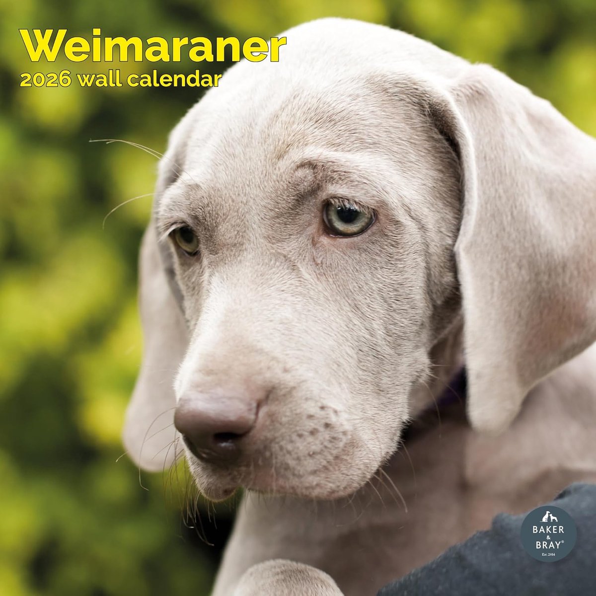 Weimaraner Kalender 2027