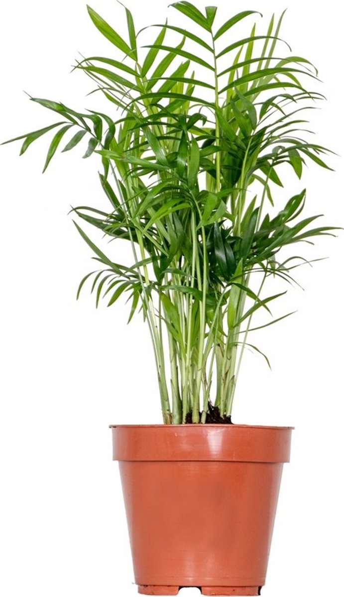 JUNAVERA Chamaedorea Elegans | In 14 cm pot