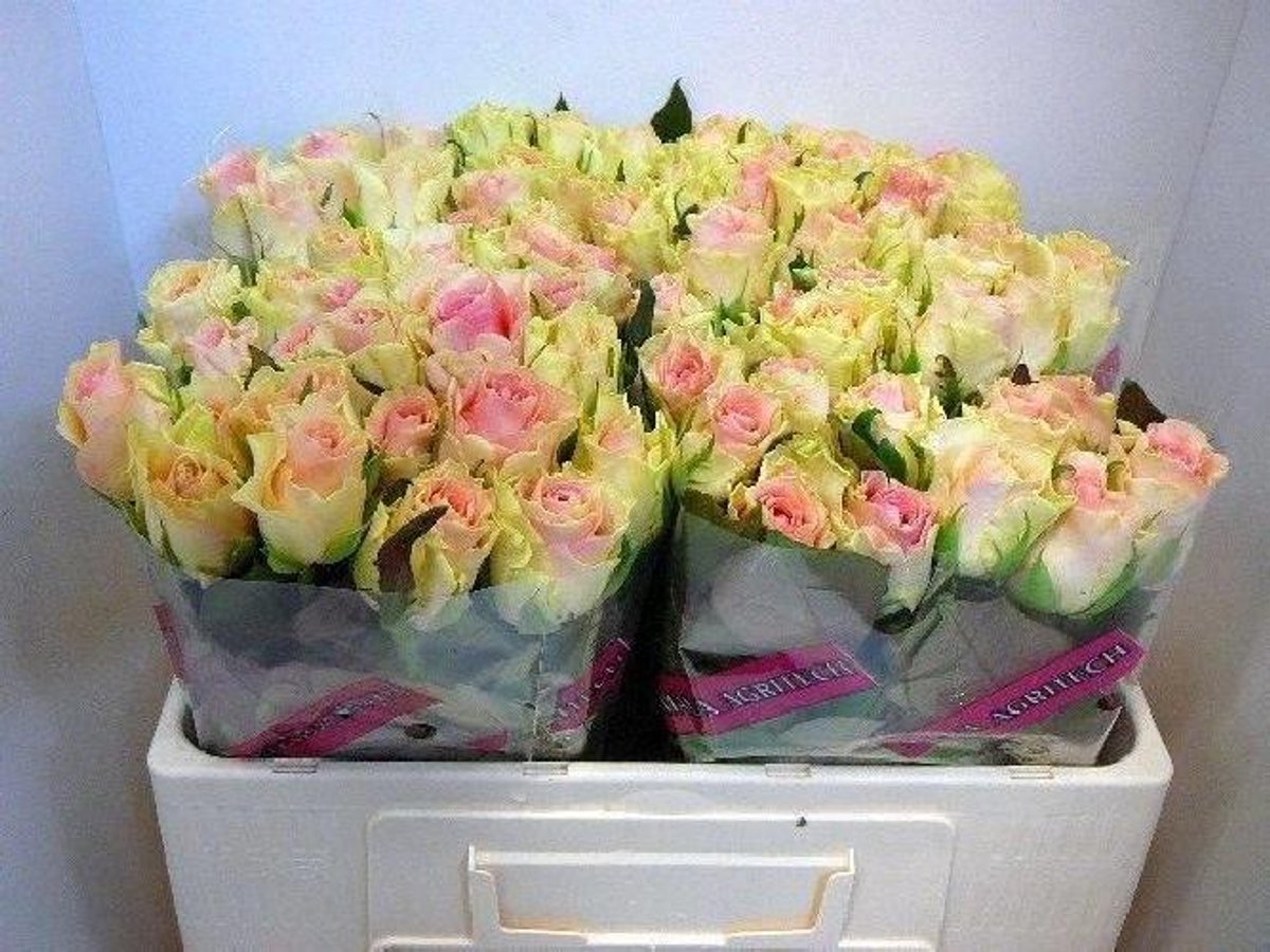 20x Rosa top gear! 50cm