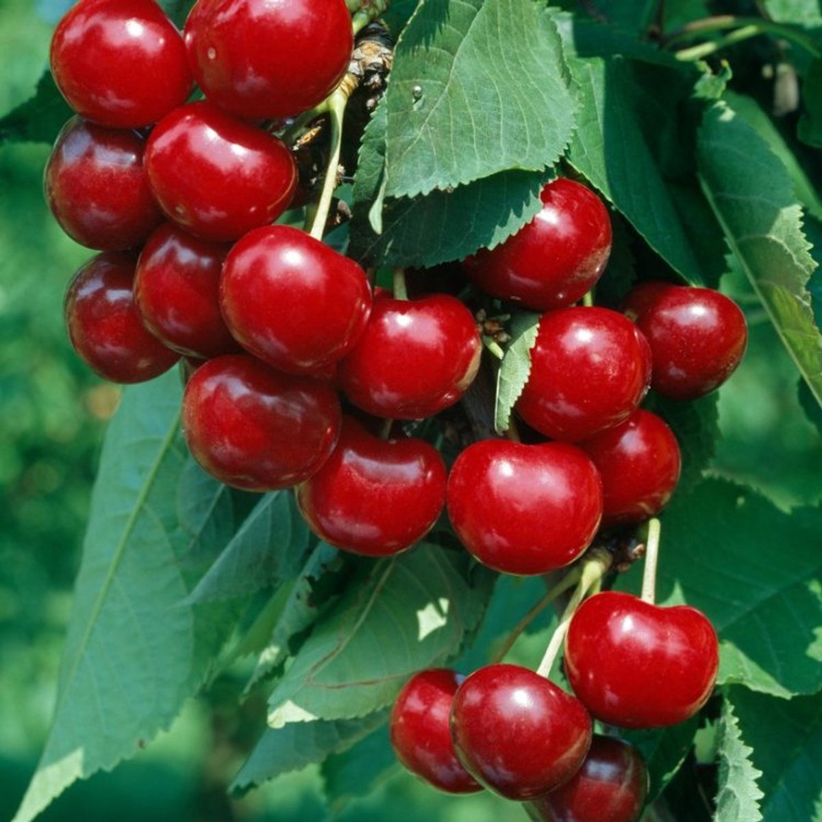 Plants Online BV - Planten - Tuinplanten - Fruit - Set van 1 - Zoete kers 'Van'