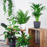 Luchtzuiverende Mix Van 5 Kamerplanten | Hedera - Spathiphyllum - Nephrolepsis - Calathea - Dypsiscm |Luchtzuiverend - Incl.  grijze ELHO sierpot