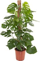 Monstera Pertusum - Gatenplant incl. Mosstok  - Grote kamerplant - Klimplant ↑ 120-130cm - Ø 24cm