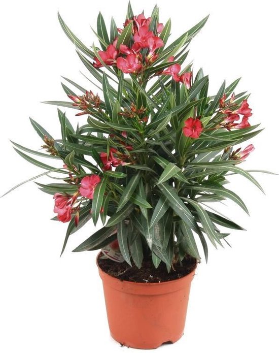 Nerium oleander - Verschillende Kleuren 50-80cm - Roze