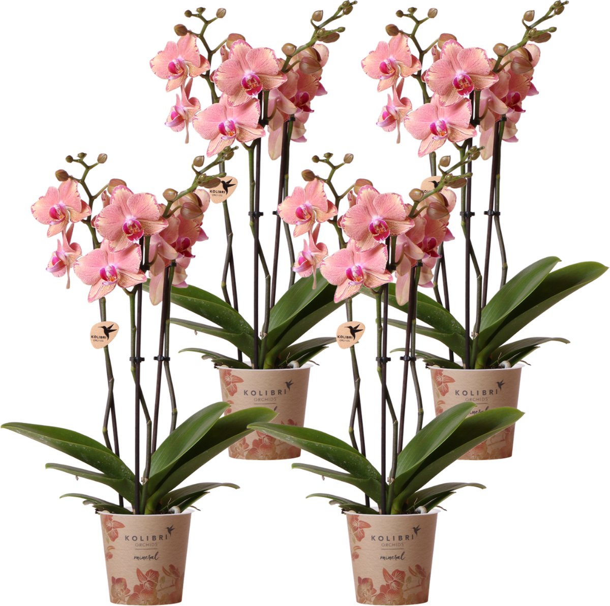 Green Harmony | COMBI DEAL van 4 Phalaenopsis orchideeën - Pirate Picotee - potmaat Ø12cm | bloeiende kamerplant - vers van de kweker