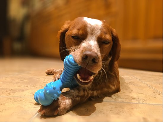 Een bruine en witte hond met een felblauw, botvormig speeltje in zijn bek.