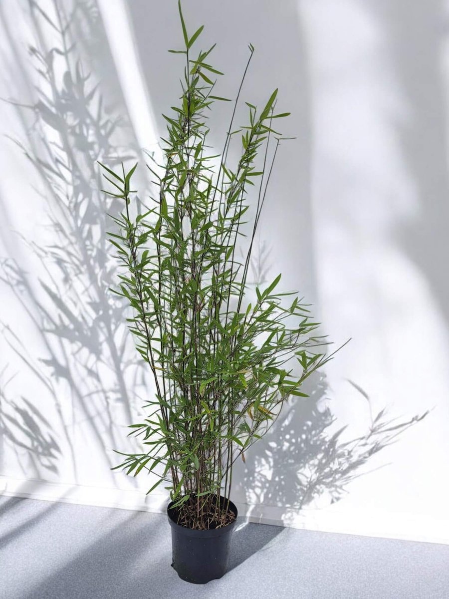 Fargesia Nitida Volcano Bamboe planten - Set van 8 - Niet woekerende fontein bamboe - 115+ cm in 2.5 Liter pot (18 cm diameter) - Winterhard - Groenblijvend - Fargesia Nitida Bamboe - Bamboes en Siergrassen