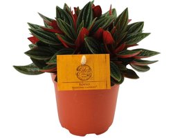 Omslag van Peperomia Caperata Rosso - 15cm -Ø12 Groene Kamerplant