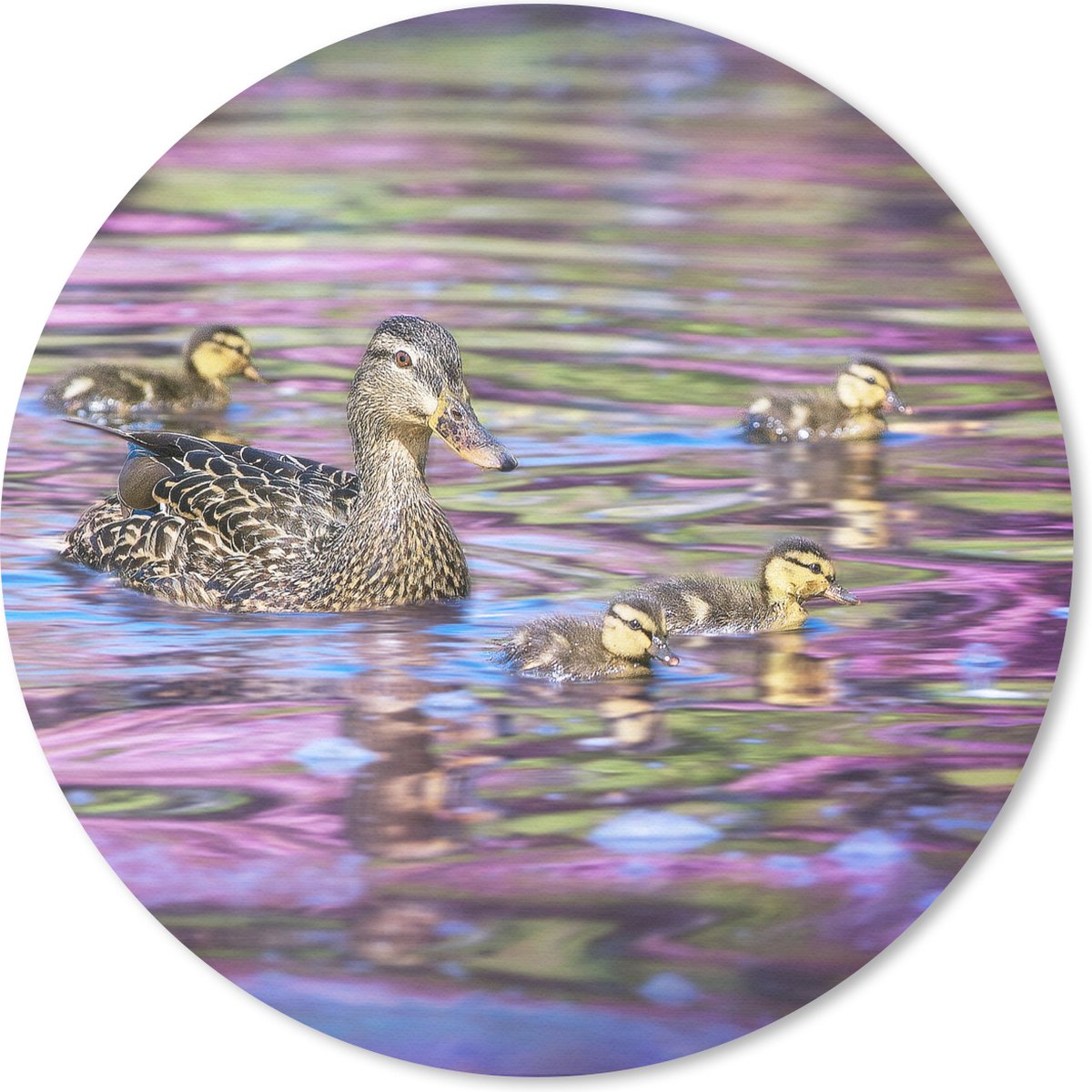 Muismat rond 50x50 cm - Mousepad Eend - Water - Kleuren - Ronde muismatten