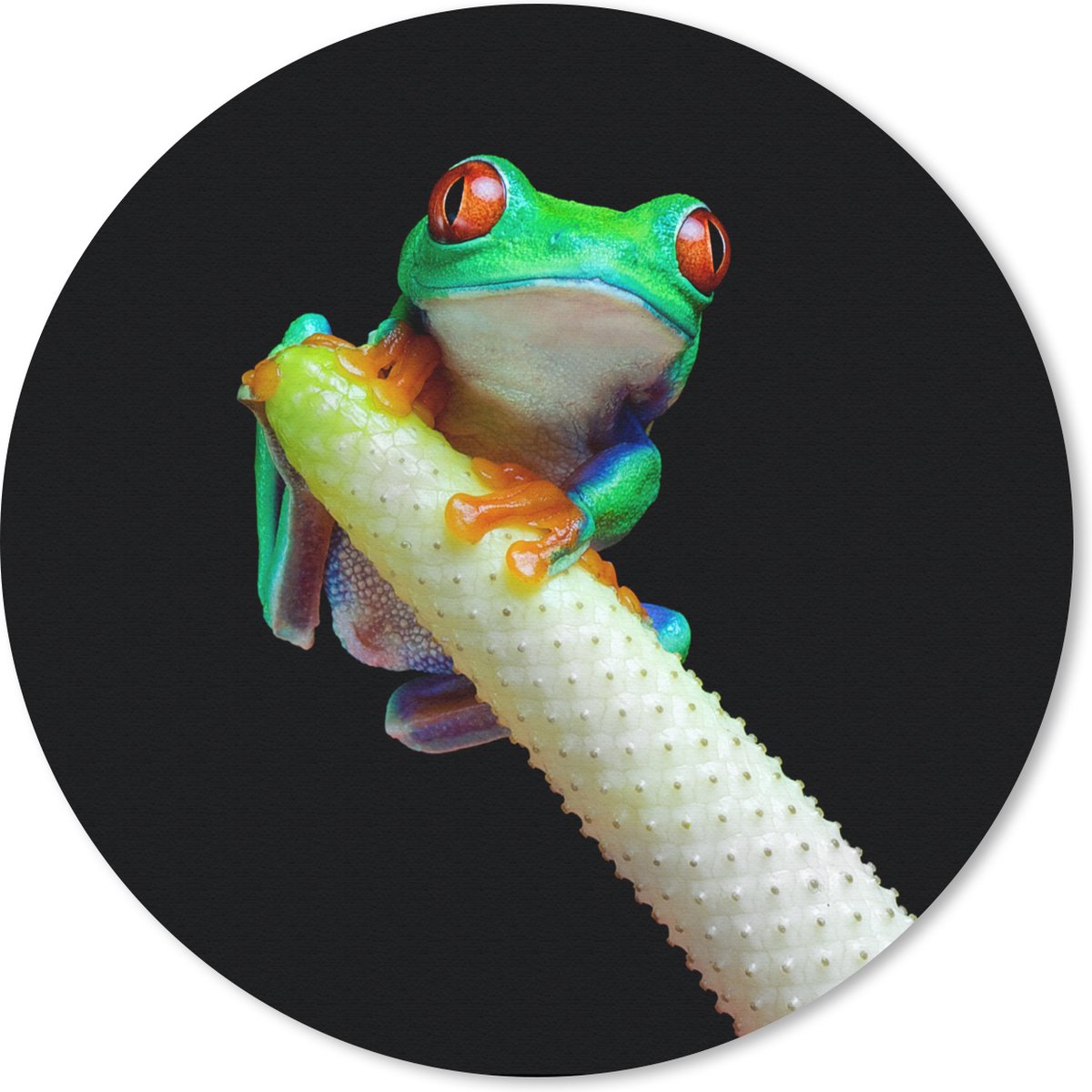 Muismat rond 30x30 cm - Mousepad Kikker - Dieren - Plant - Ronde muismatten