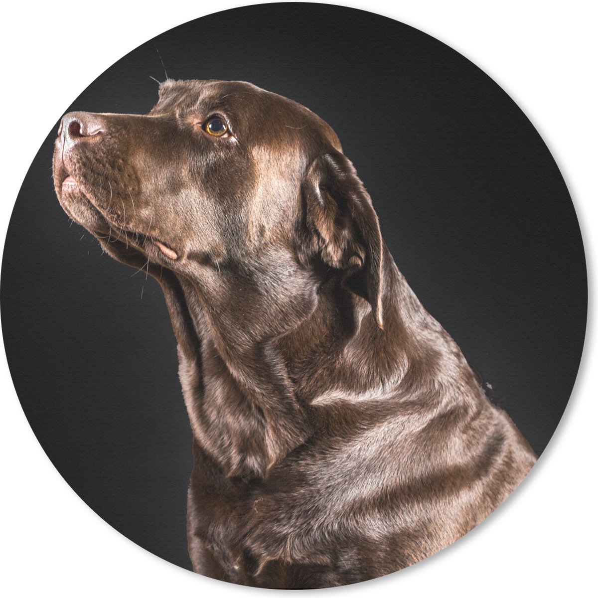 Muismat rond 40x40 cm - Mousepad Hond - Bruin - Portret - Ronde muismatten