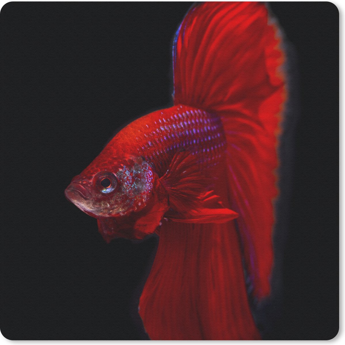 Muismat 30x30 cm - Mousepad Vis - Dieren - Rood - Muismatten