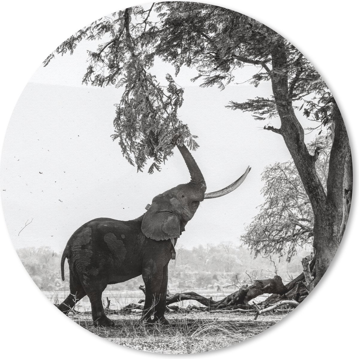 Muismat rond 30x30 cm - Mousepad Olifant - Boom - Dieren - Zwart wit - Ronde muismatten