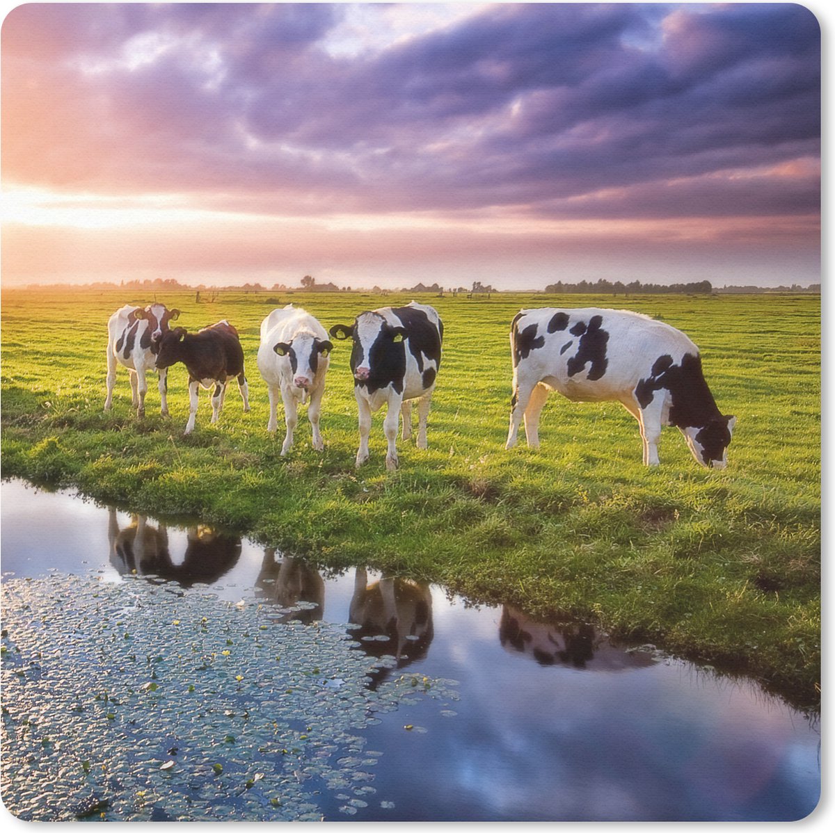 Muismat 20x20 cm - Mousepad Koeien tijdens een zonsondergang - Muismatten