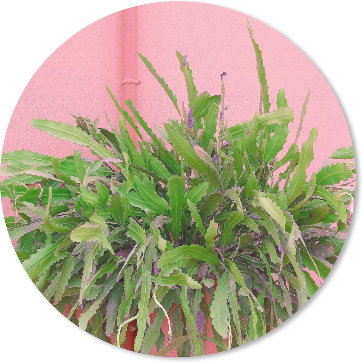 Muismat rond 20x20 cm - Mousepad Plant - Zomer - Roze - Ronde muismatten