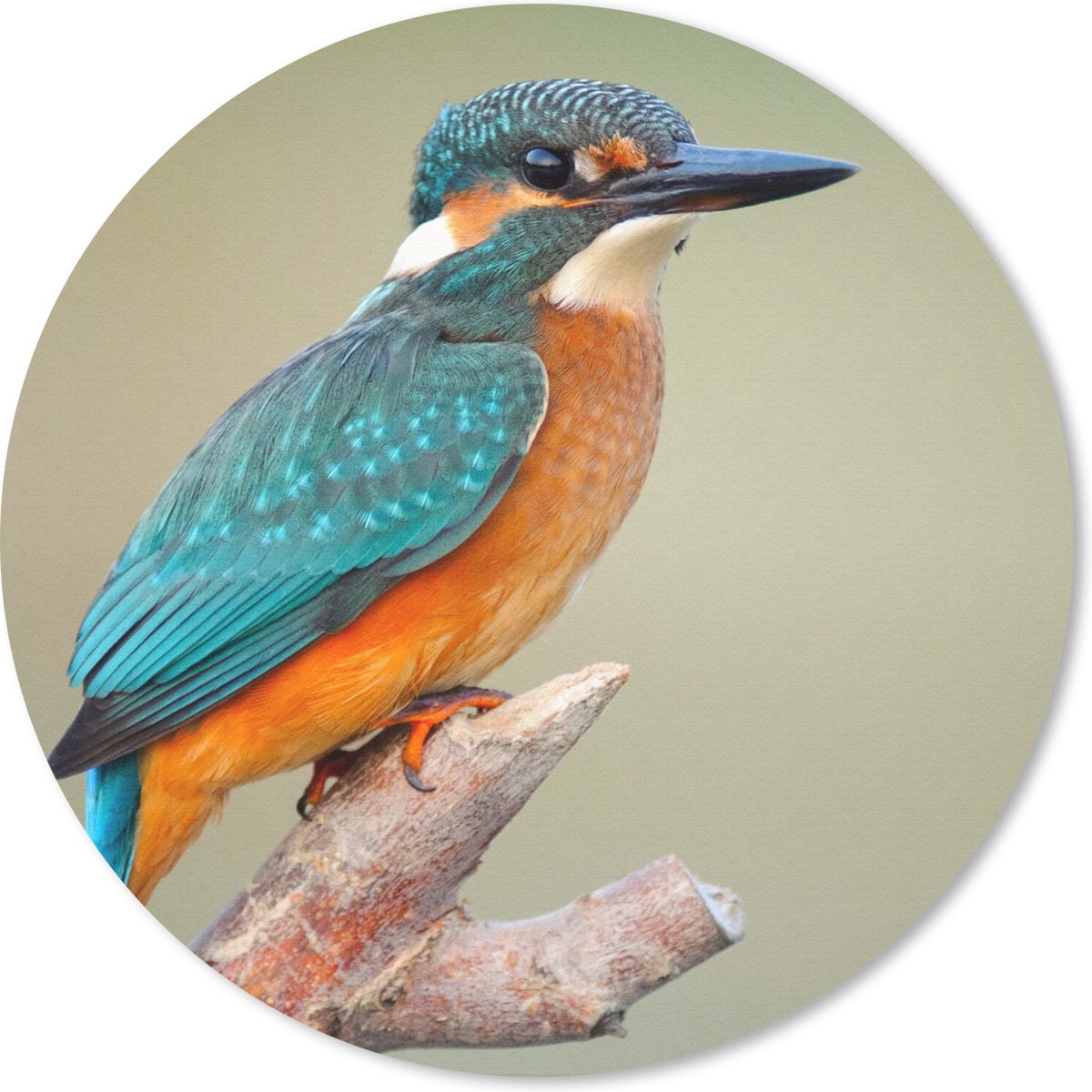 Muismat rond 20x20 cm - Mousepad Vogel - IJsvogel - Tak - Ronde muismatten