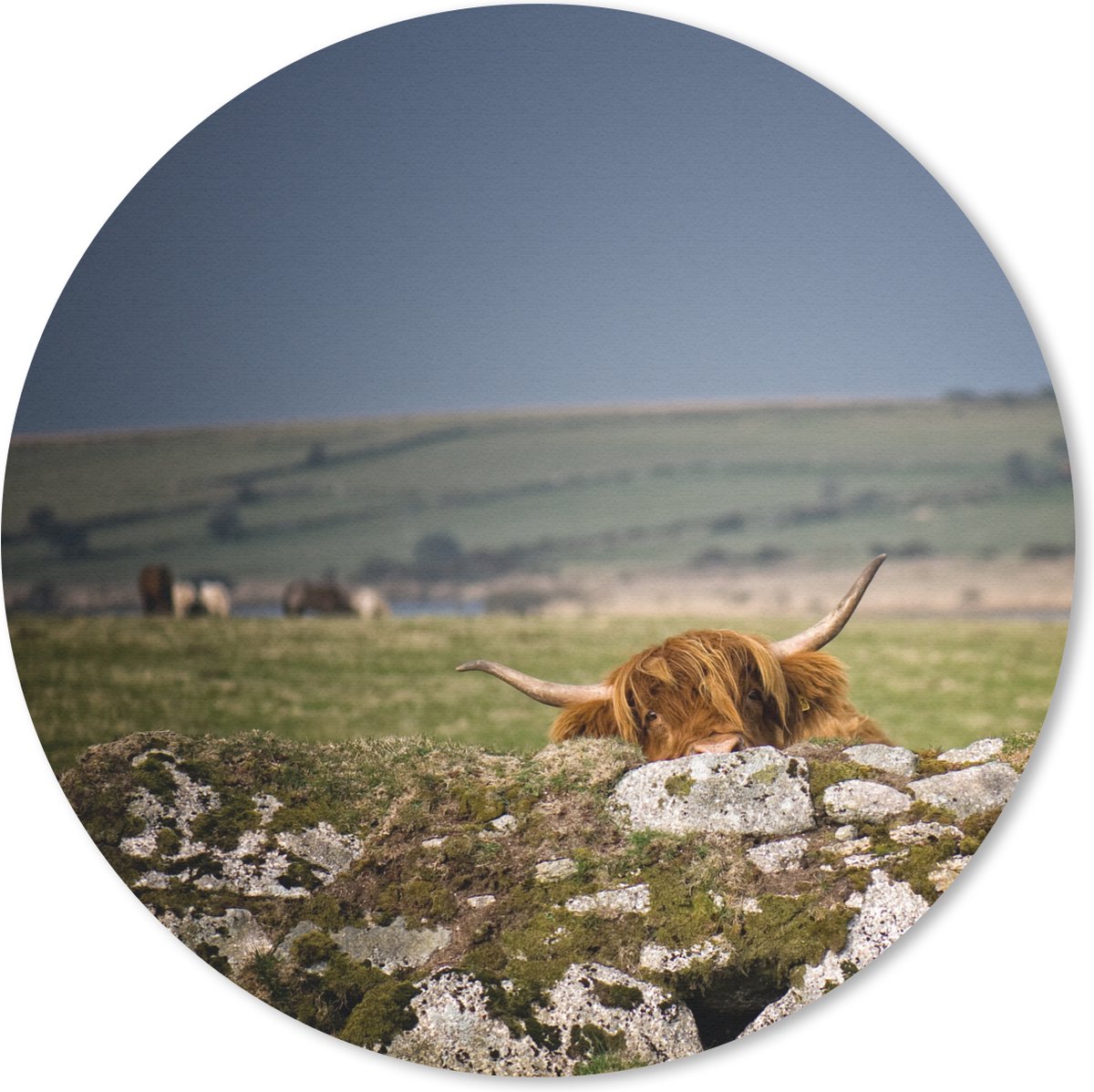 Muismat rond 30x30 cm - Mousepad Schotse Hooglander - Stenen - Gras - Ronde muismatten