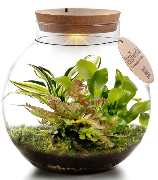 Ecosysteem plant (met licht)