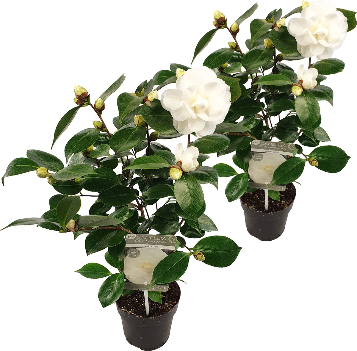 Bloomique - Set van 2 - Camellia Japonica Nuccio's Gem - Japanse Roos - Wit - Tuinplanten - Groenblijvend - Winterhard - Hoogte 40-60 cm - Pot 15 cm