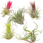 Bloomique - Mix van 5 - Tillandsia - Luchtplantjes - Kamerplanten - Zeer Gemakkelijk Te Verzorgen - 5-15 cm groot