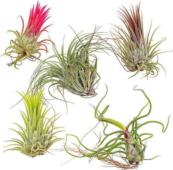 Foto: Tillandsia mix luchtplantjes set van 5 kamerplant onderhoudsvriendelijke plant voor binnen