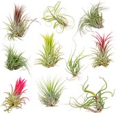 Bloomique - Mix van 10 - Tillandsia - Luchtplantjes - Kamerplanten - Zeer Gemakkelijk Te Verzorgen - 5-15 cm groot