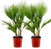 Bloomique - Set van 2 - Washingtonia Robusta - Mexicaanse Waaierpalm - Palmboom Winterhard - Tuinplanten - Hoogte 80-100 cm - Pot 21 cm