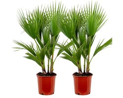 Bloomique - Set van 2 - Washingtonia Robusta - Mexicaanse Waaierpalm - Palmboom Winterhard - Tuinplanten - Hoogte 80-100 cm - Pot 21 cm