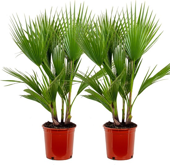 Bloomique - Lot de 2 - Washingtonia Robusta - Palmier éventail mexicain - Palmier rustique - Plantes de jardin - 80-100 cm de haut - Pot 21 cm