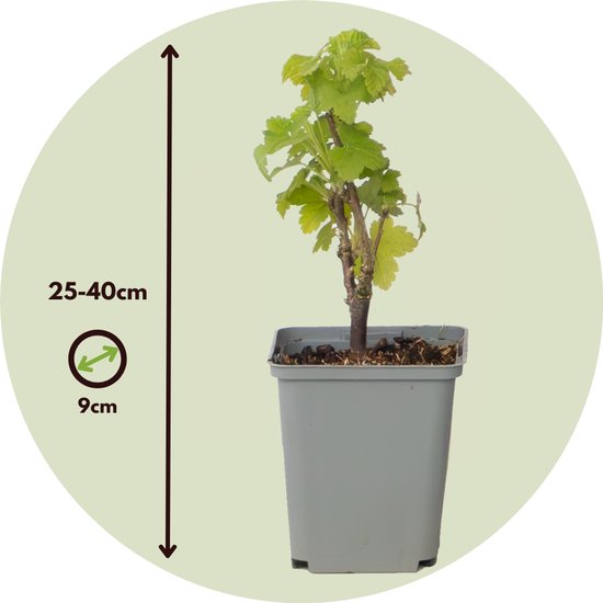 Jong rood bessentaakje in grijze pot, hoogte 25-40cm, potmaat 9cm.