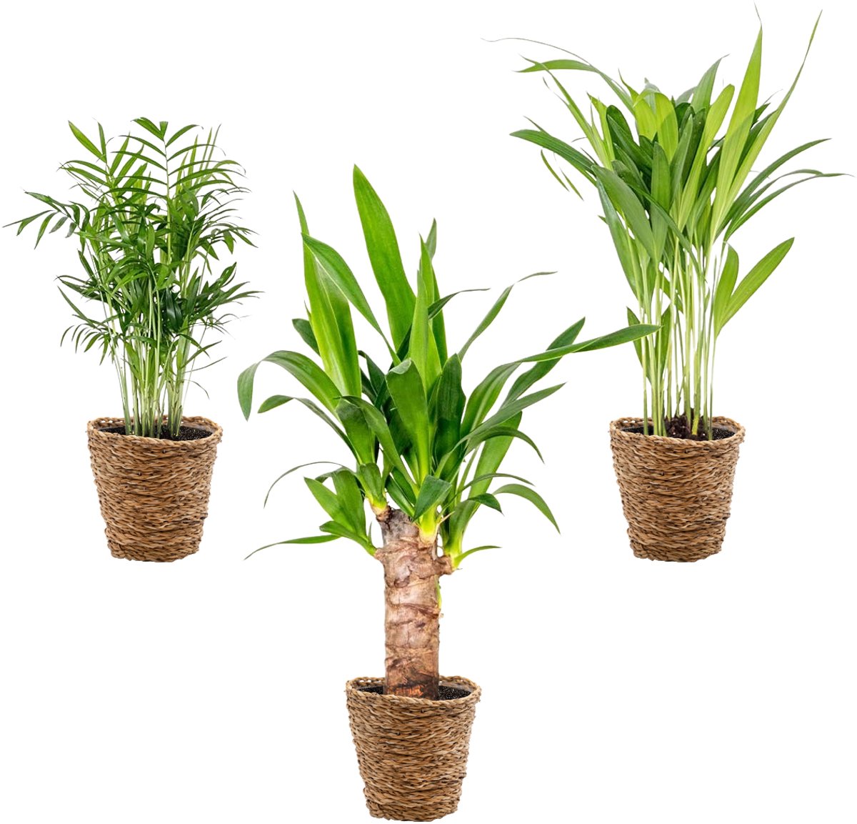 Bol.com Bloomique - Set van 3 - Tropische Palmen Mix Incl. Zeegras Mand – Onderhoudsvriendelijk - 20-45 cm - Pot 12 cm - Hoogte ... aanbieding