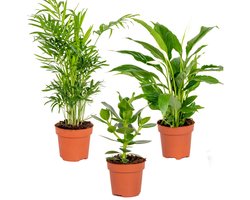 Slaapkamerplanten Mix - Met Spathiphyllum, Clusia & Chamaedorea - Set van 3 - Luchtzuiverende plant binnen - ⌀12 cm