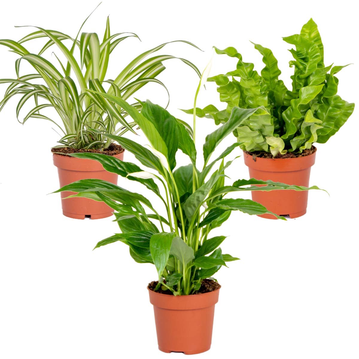 Bol.com Bloomique - Set van 3 - Badkamerplanten Mix – Spatiphyllum-Asplenium-Chlorophytum – Luchtzuiverend – - 25-45 cm - Pot 12... aanbieding