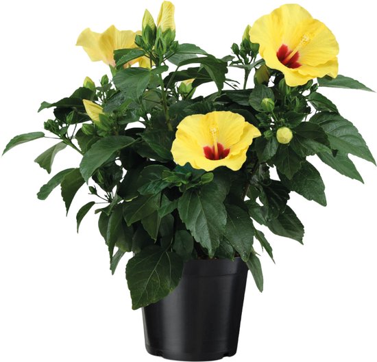 automated plant growing system LetPot Mini 5-Pod Indoor Hydroponic Garden with App Control main image 0